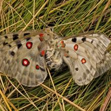 "Skúsenejší" samec sa ukázal ako borec. Za pár sekúnd boli spojení.