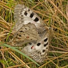 To po chvíli prebrala iniciatívu samica, samec sa stal iba štatistom.