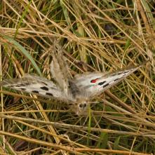 Toto bol posledný záber pri sledovaní ich "milostného aktu".
Samica sa na mňa vyčítavo pozrela a odletela aj so samcom do vzdialenosti cca 20 m. Už som ich nehľadal nechal v pokoji postarať sa o novú generáciu. Prvý krát som videl lietať spárených jasoňov.