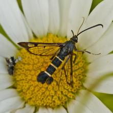 Synanthedon tipuliformis