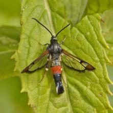 Podobník mravcovitý