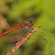 Vážka červená