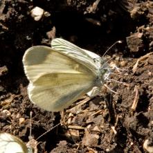 Mlynárik hrachorový