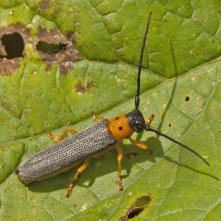 Fúzač dvojbodkový