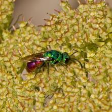 Blyskavka ohnivá Chrysis ignita - parazitická osička