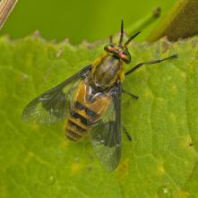 Ovad Chrysops viduatus