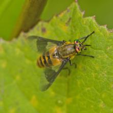 Ovad Chrysops viduatus