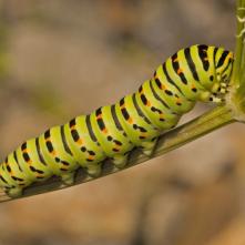Húsenica Vidlochvosta feniklového