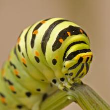Húsenica Vidlochvosta feniklového - detail hlavy