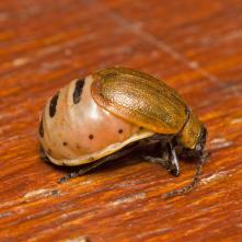 Galeruca laticollis - samička plná vajíčok