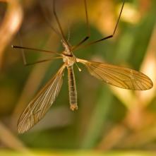 Tipula luteipennis