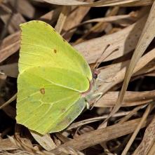 Žltáčik rešetliakový