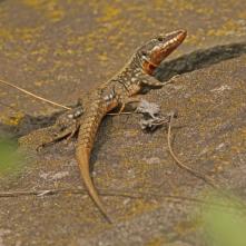 Jašterica murová - samec