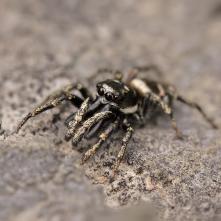 Skákavka pruhovaná