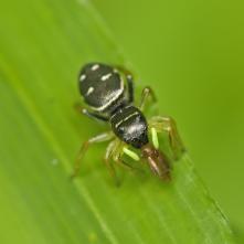 Skákavka čierna s korisťou