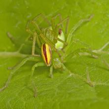 Osemočko smaragdové - párik