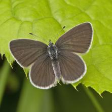 Modráčik najmenší