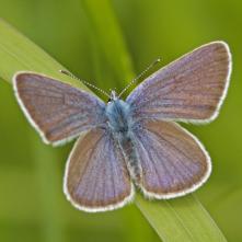 Modráčik najmenší