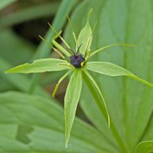 Vranovec štvorlistý