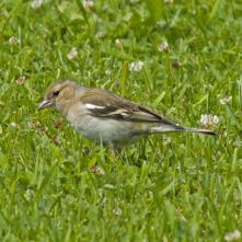 Pinka lesná samička