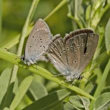 Modráčik najmenší v kopulácii