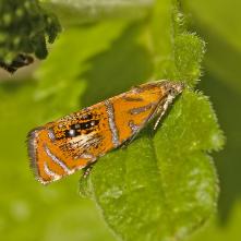 Obaľovač hrabávkový