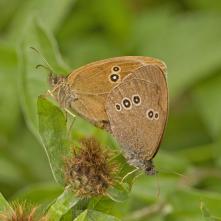 Očkáň obyčajný pri kopulácii