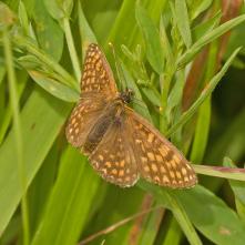 Hnedáčik čermeľový