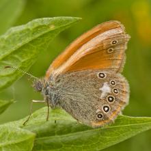 Očkáň traslicový s degenerovaným ľavým horným krídlom