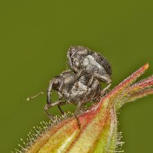 Zacladus geranii - malý nosáčik (cca 3-4 mm) žije na pakoste