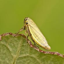 Cikádka bližšie neurčená