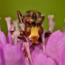 Okánka červenohnedá - portrét