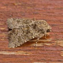 Mora jastrabníková