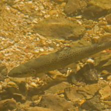 Pstruh potočný - čoraz zriedkavejší aj v Stratenskom kaňone.