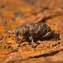 Nosáčik bližšie neurčený - 1.10.2017 po mrazivej noci nájdený pod kusom kôry na skládke dreva.