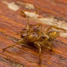 Kuklorodka jelenia - "lietajúci kliešť" - mucha, ktorá lieta a po nájdení vhodného hostiteľa si ohryzne krídla a uchytí sa v srsti, alebo vlasoch háčikmi na končatinách. Ťažko ju odstrániť. Túto doniesol sused vo vlasoch z lesa.