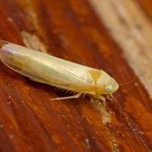 Cikádka Fagocyba cruenta.