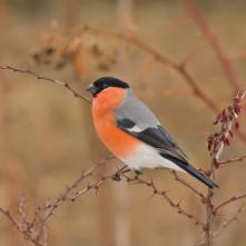 Hýľ obyčajný samec