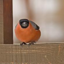 Hýľ obyčajný samec