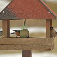 Hýľ obyčajný - samica, samec za lojovou guľou