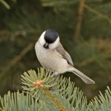 Sýkorka lesklohlavá