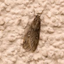 Semioscopis oculella, na stene chalupy