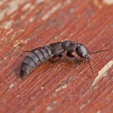 Drabčík Ocypus sp.