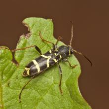 Fúzač Clytus arietis