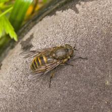 Ovad Hybomitra auripila