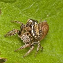 Skákavka pri kopulácii