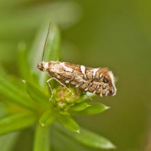 Môľka chlpáňová