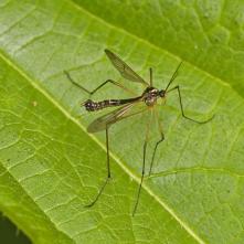 Ptychoptera paludosa