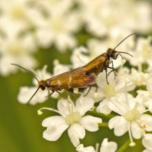 Potočníkovec machový