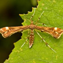 Pierkavec deväťsilový